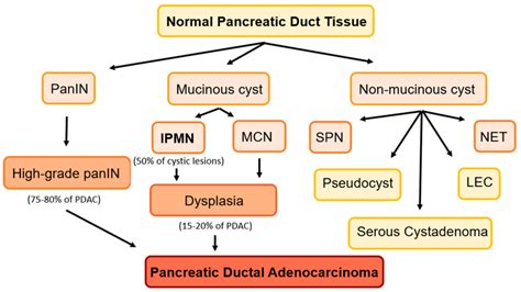 Precancerous Lesions Of The Pancreas Mucinous Cysts Ipmns And