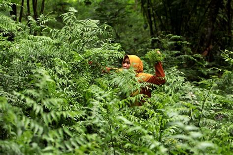 Pakis Sayur Tumbuhan Hutan Yang Enak Dibikin Sayuran