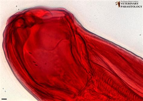 Ancylostoma Sp Roundworms Monster Hunters Guide To Veterinary Parasitology