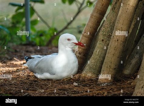 Nesting seagull on Heron Island. Queensland, Australia Stock Photo - Alamy