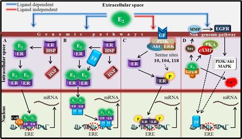 IJERPH Free Full Text In Vitro Interactions between 17β Estradiol