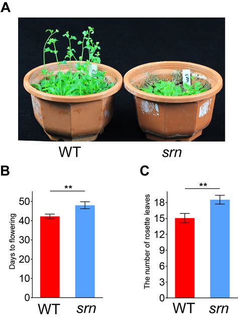 Receptor Kinase Feronia Regulates Flowering Time In Arabidopsis