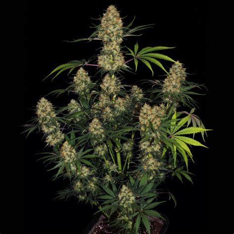 Hindu Kush Strain Story Everlasting Elementary Power Sensi Seeds