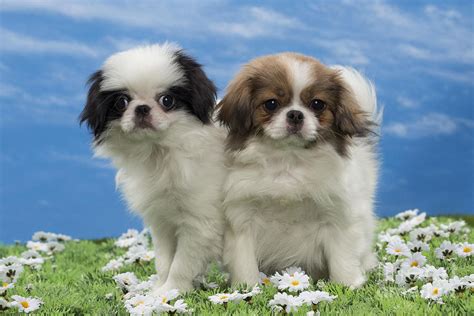 Japanese Chin Puppies Photograph by Jean-Michel Labat | Pixels