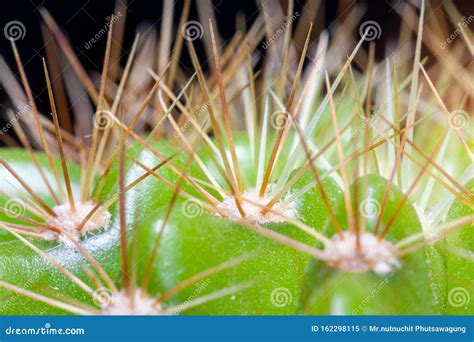 Cactus Spikes In Closeup Photo Showing The Cactus And The Spikes And Their Shapes From A Macro