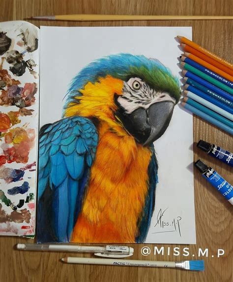 Colored Pencil Drawings Realistic Parrot Drawing Hi guys so 0 0 i drew ...