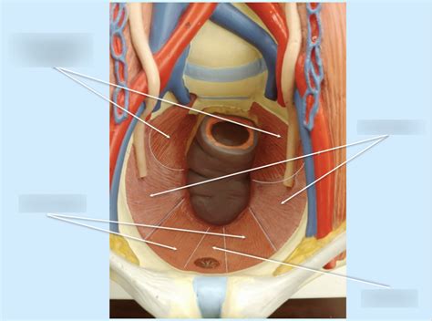 Pelvic Floor Muscles Diagram Quizlet