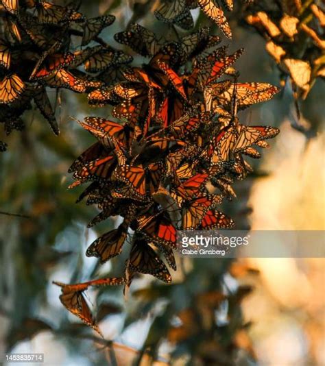 118 Monarch Butterfly Swarm Stock Photos, High-Res Pictures, and Images - Getty Images