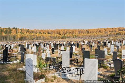Кладбище «Белые Березки» | полезные статьи Ritual.ru