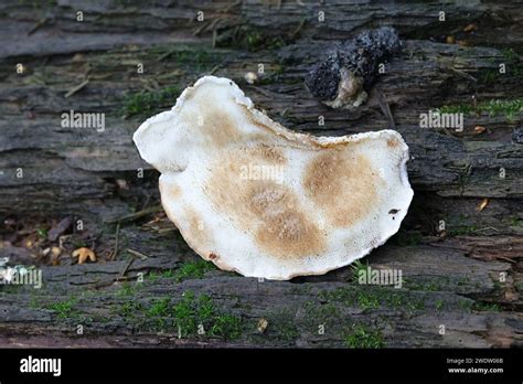 Postia Fragilis Known As The Brown Staining Cheese Polypore Wild