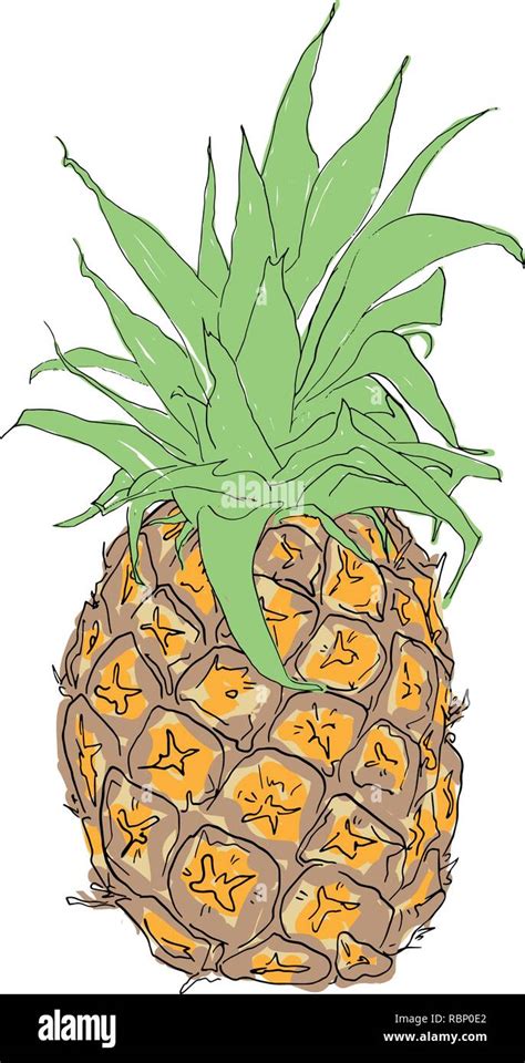 Vector Hand Drawn Pineapple Tropical Summer Fruit Engraved Style Illustration Perfect For