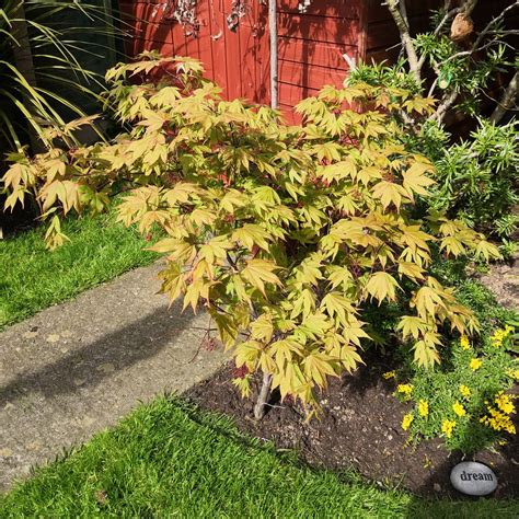 Acer Palmatum 'Osakazuki', Japanese Maple 'Osakazuki' in GardenTags ...