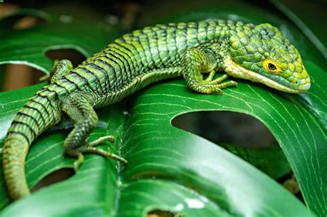 Mexican Alligator Lizard Care Abronia Graminea