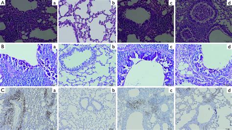 Histological Analysis Of Lung Sections Of Different Groups A The