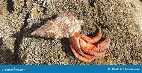 Einsiedlerkrebs Auf Dem Strand Stockbild Bild Von Strand Lebendig