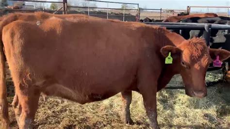 19 Heavy Bred Angusbrangus Beefmaster And Charolais Cross Type Cows