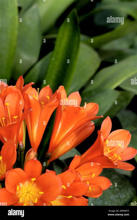 Clivia Miniata Amaryllidaceae Stock Photo Alamy