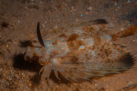 Oriental Flying Gurnard -Facts-Video-Photographs