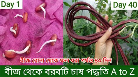 বরবটি চাষ পদ্ধতি A To Z ছাদ কৃষি।borboti Chas Long Bean Cultivation