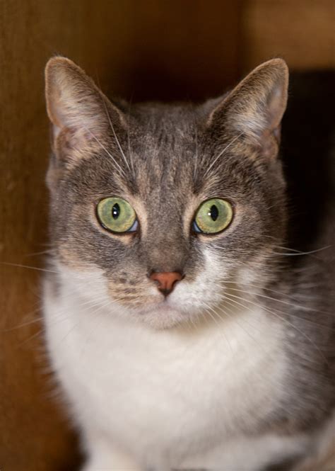 Kitty Female Domestic Short Hair Mix Cat In Qld Petrescue