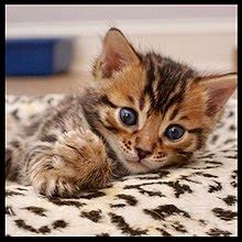 bengal kittens - Kittens Photo (42657072) - Fanpop