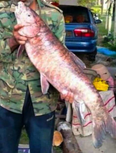 Rezeki Banjir Tak Sangka Berjaya Tangkap Ikan Kelah Merah Besar