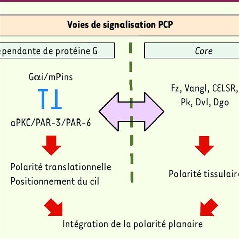 Illustration de la polarité planaire translationelle dans la cellule