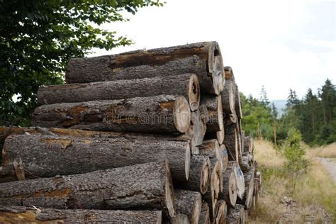 Firewood Cut in the Forest and Stored Stock Photo - Image of material, timber: 287157890