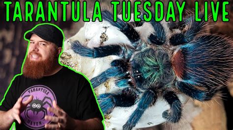 Unboxing Tarantulas Live From Tarantula Haven Youtube