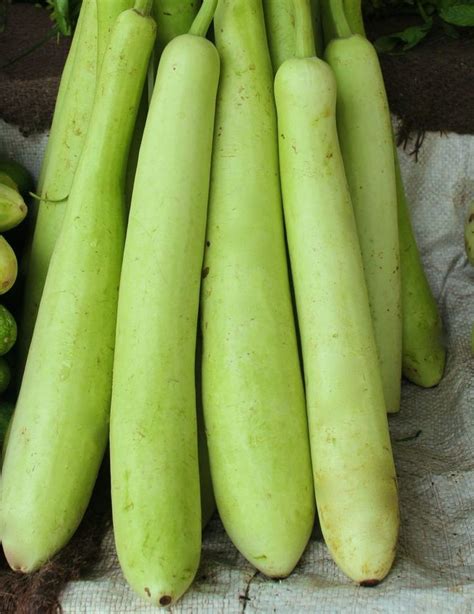 Bottle Gourd Lauki Lau Clabash Seeds Hybrid F1 30 Seeds Vegetables Vegetables Gourds