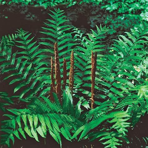 Cinnamon Fern for Fall Planting - Shade | K. van Bourgondien