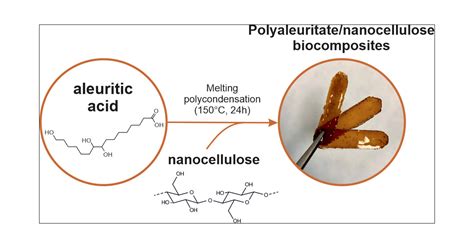 Sustainable High Barrier Polyaleuritate Nanocellulose Biocomposites