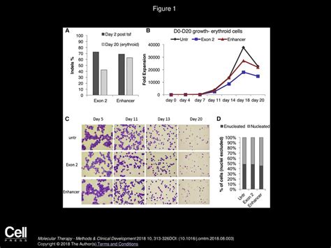 Disruption Of The BCL11A Erythroid Enhancer Reactivates Fetal