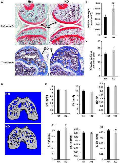 Frontiers Targeted Deletion Of The Claudin12 Gene In Mice Increases