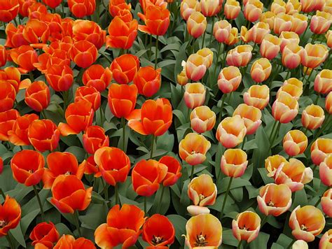 Flores Tulip N Flor Naturaleza Flor De Naranja Flor De Durazno