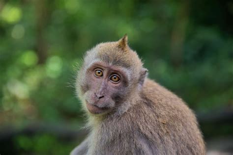 Science fiction ou réalité Des chercheurs chinois ont créé un singe