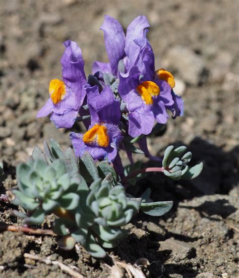 Linaria-alpina - Greenwings Wildlife Holidays