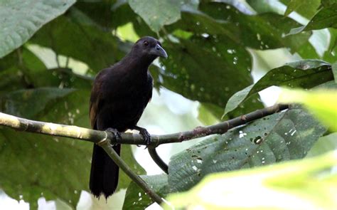 Cendrawasih Gagak Burung Evolusi Asal Kepulauan Maluku Utara