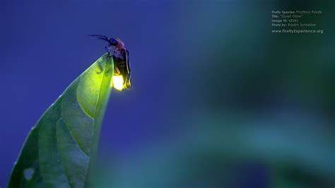 Firefly Firefly Lightning Bug Hd Wallpaper Pxfuel