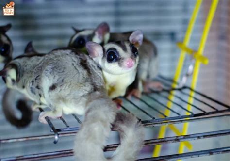 Mastering Sugar Glider Care