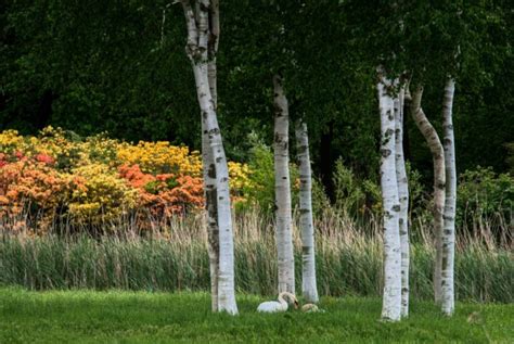 Birch Tree Care & Growing Tips | Horticulture.co.uk