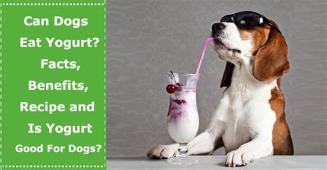 Can Dogs Eat Yogurt: Facts, Benefits, Recipe and Is Yogurt Good For ...