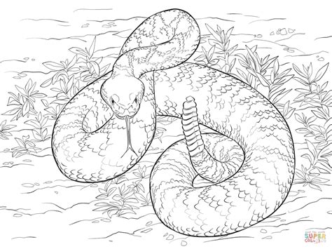 Western Diamondback Rattlesnake Coloring Page Free Printable Coloring