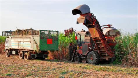 Sugarcane Productivity Grows This Harvest Says Ctc Revista