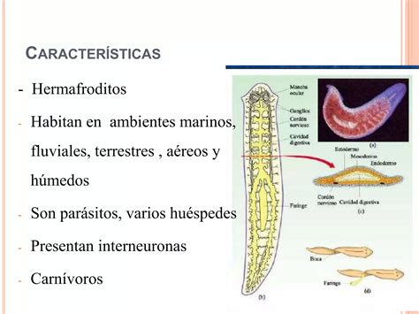 Filo Platelmintos Por Patricia Lalangui Ppt