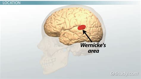 Brocas And Wernickes Areas Function And Location Video And Lesson Transcript