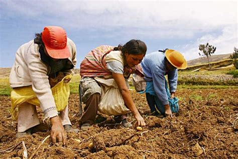 Aprende Todo Sobre La Agricultura En Perú Cómo Son Sus Cultivos Y Más