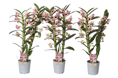 Dendrobium Nobile Classic Sunny Eyes Plant Wholesale Floraccess