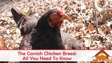 The Cornish Chicken Breed Profile – All You Need To Know - The Happy ...