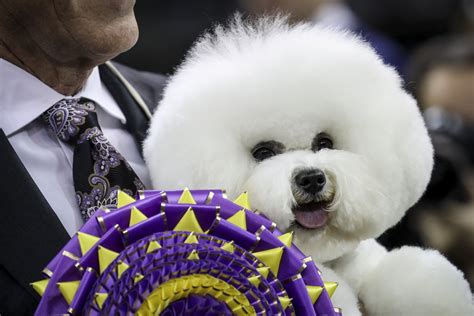 how to stream westminster dog show